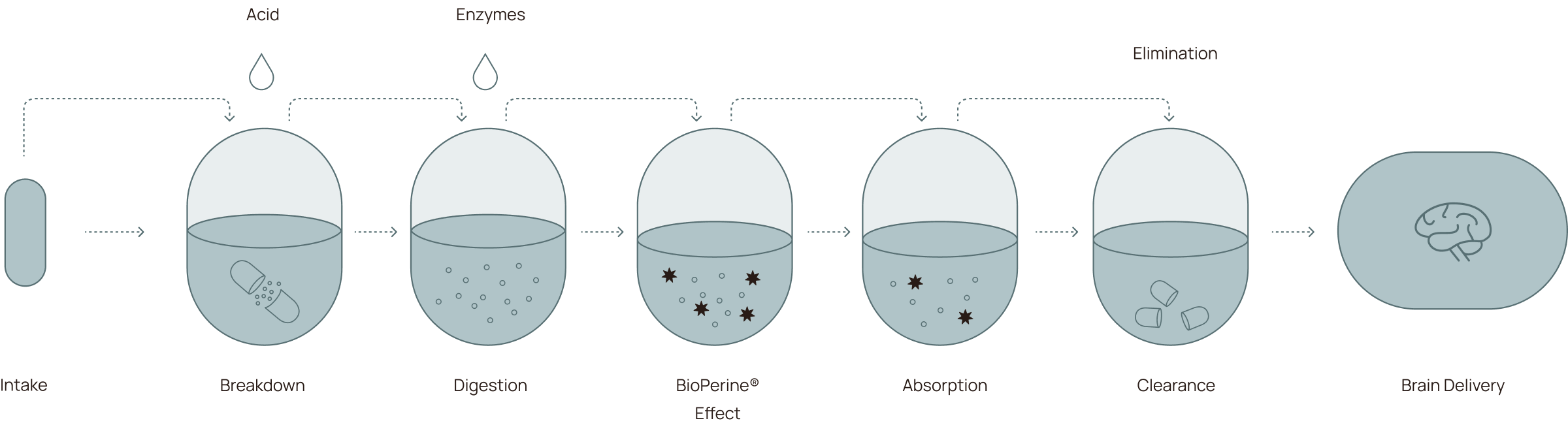 Absorption model infographic